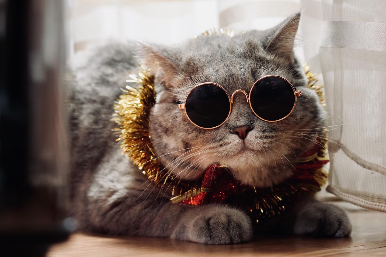 Chat avec lunettes