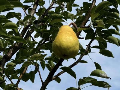 Résidence des Jardins les Becquets