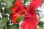 Photo de Résidence Aux Champs des Hibiscus à Montréal