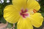 Photo de Résidence Aux Champs des Hibiscus à Montréal