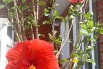 Photo de Résidence Aux Champs des Hibiscus à Montréal