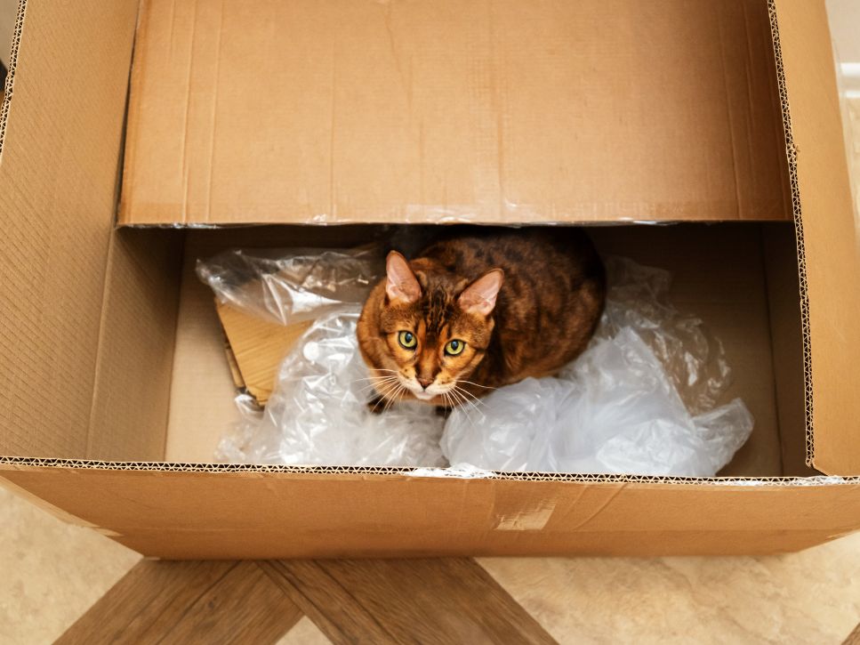 déménager avec un animal en résidence