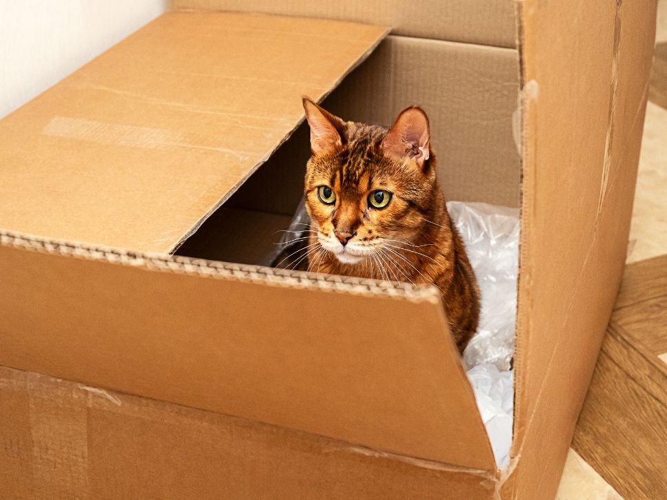 Déménager en résidence avec un chat