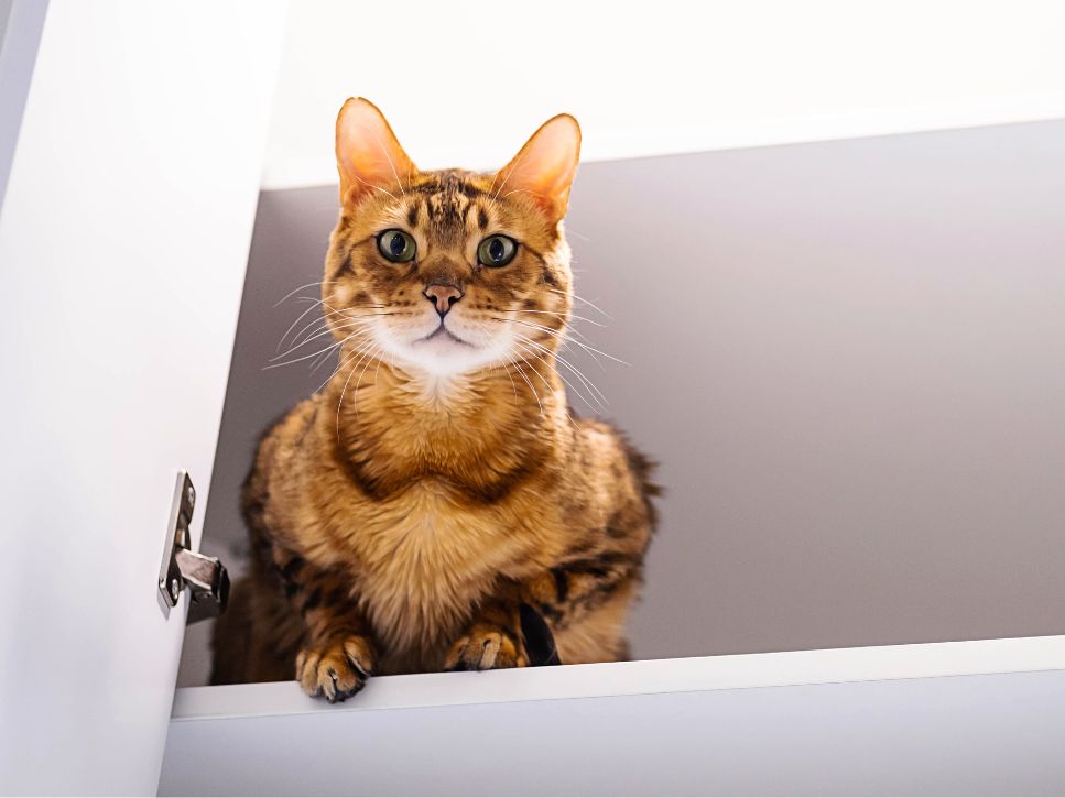 Animaux en résidence